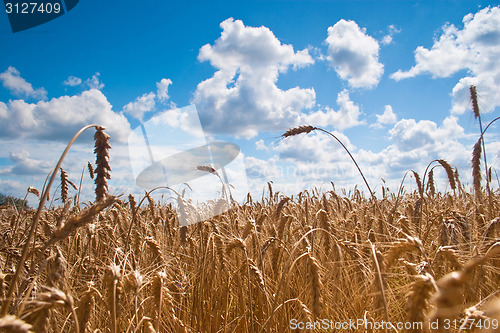 Image of Field of wheat 