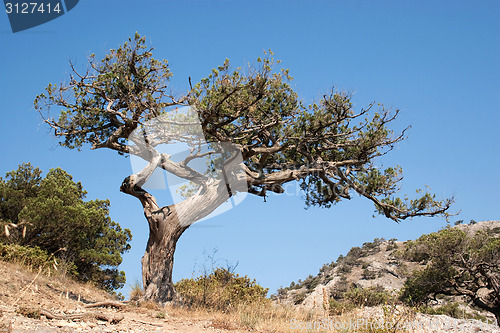 Image of Old tree