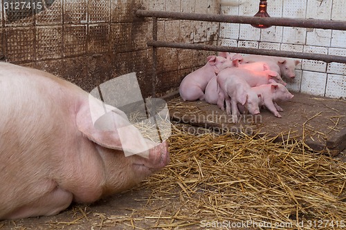 Image of Sow pig with piglets