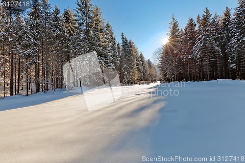 Image of Winter forest