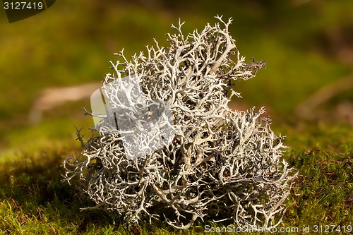 Image of Iceland moss