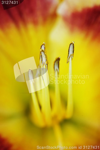 Image of Stamen and pistils