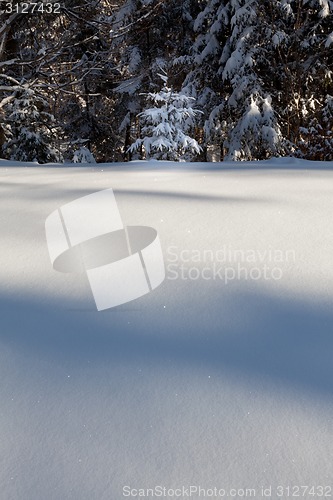 Image of Winter forest