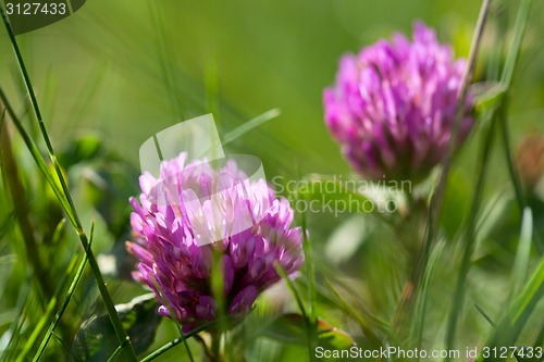 Image of Clover. Close up