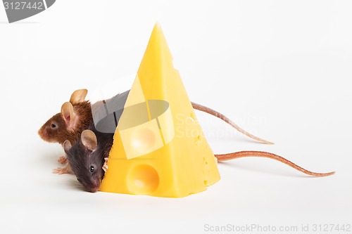 Image of Mouse happiness