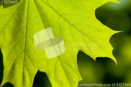 Image of Maple leaf