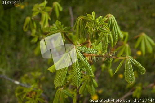 Image of Young chestnut