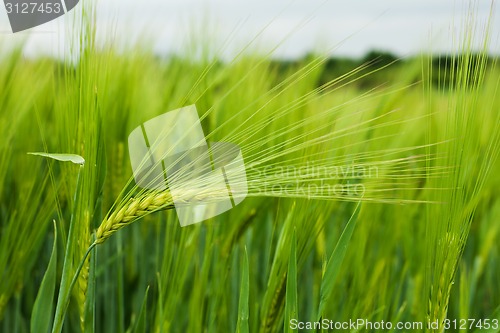 Image of Wheat field