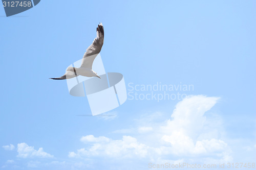 Image of Gull