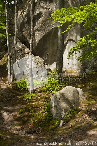 Image of Spring forest