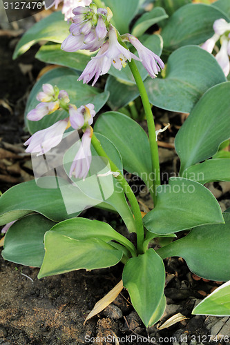 Image of Hosta Green Mouse Ears