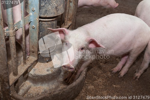 Image of Pig farm