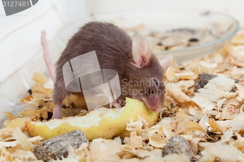 Image of Mouse eats peace of apple