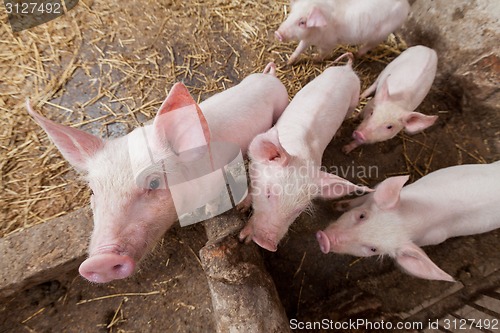 Image of Pig farm