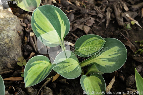 Image of Hosta plant