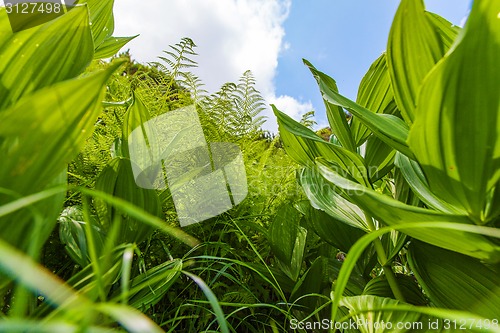 Image of Spring plants