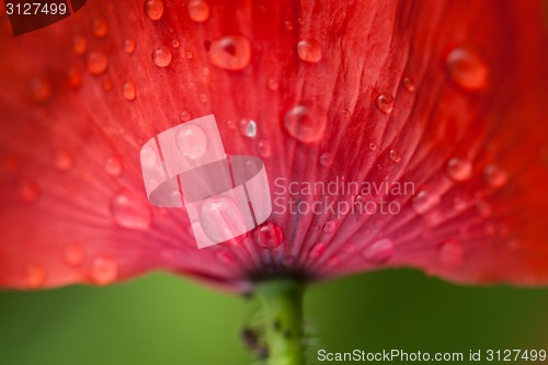 Image of Poppy flower