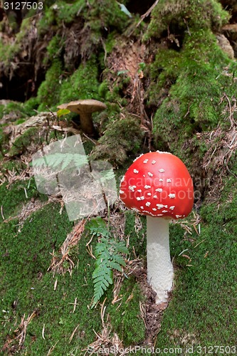 Image of Poison mushroom