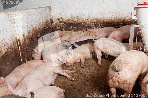 Image of Pig farm