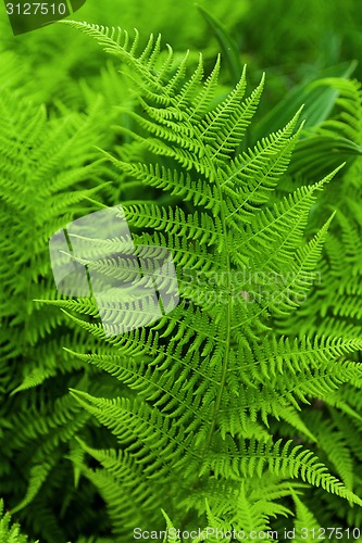 Image of Fresh fern