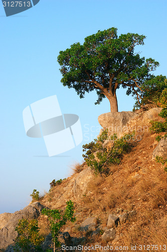 Image of Single tree standing on the hill