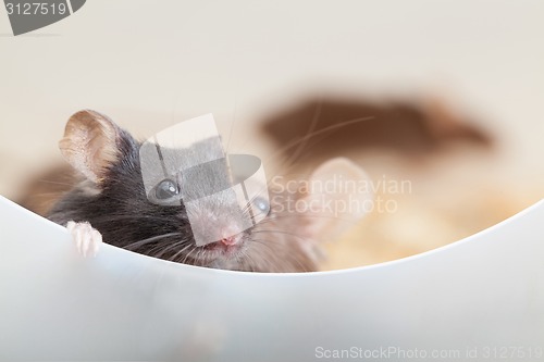 Image of Two curious mouses