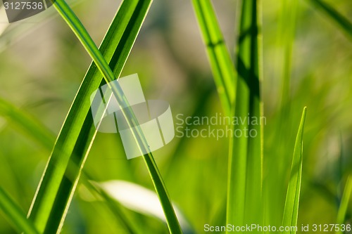 Image of Grass. Close up