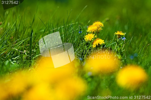 Image of Flowers of dandelion