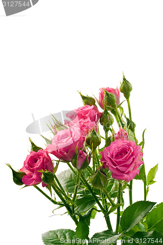 Image of Bright pink roses