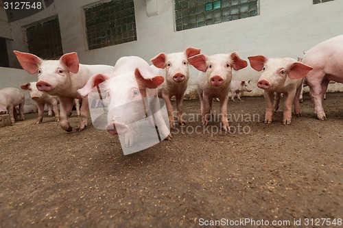 Image of Pig farm