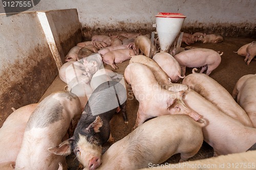 Image of Pig farm