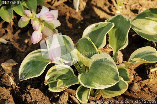 Image of Hosta Lucky Mouse