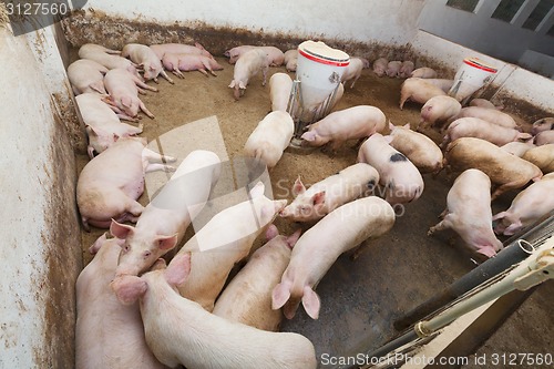 Image of Pig farm