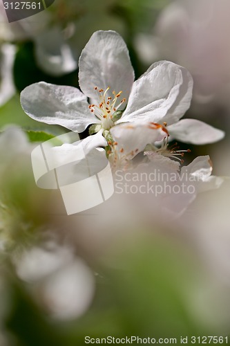 Image of Apple tree blossom