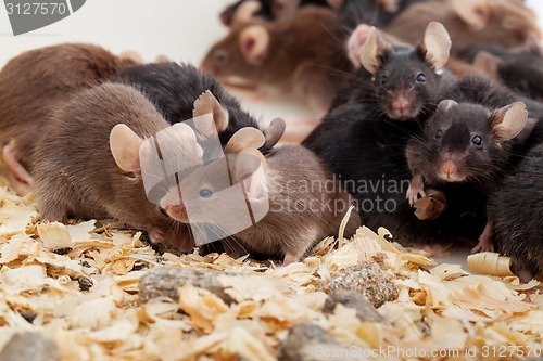 Image of Group of Mouses