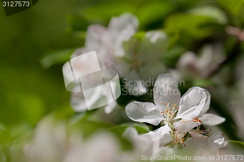 Image of Apple tree blossom