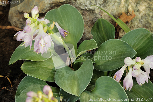 Image of Hosta Cat and Mouse