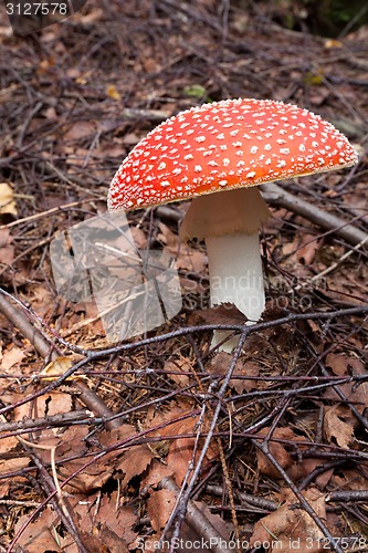 Image of Poison mushroom