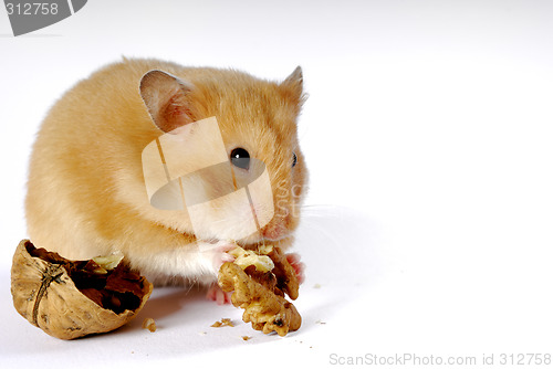 Image of Hamster