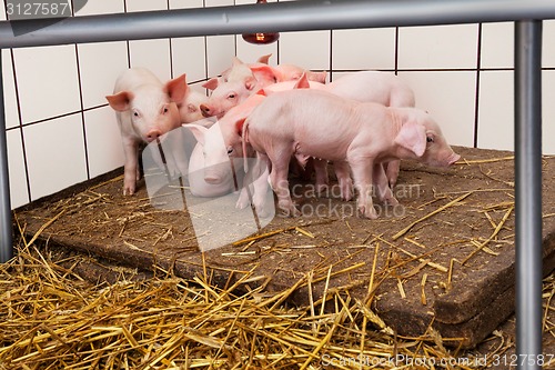 Image of Young piglets