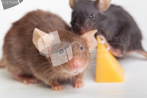 Image of Mouse happiness