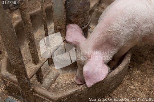 Image of Pig farm