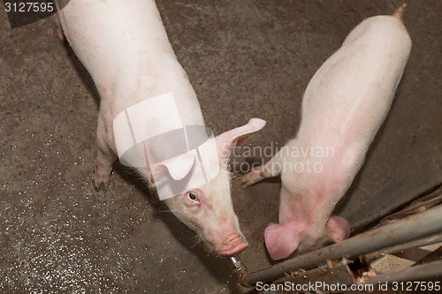 Image of Pig farm