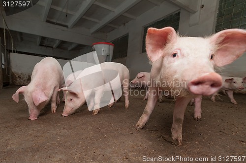 Image of Pig farm