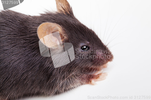 Image of Black mouse