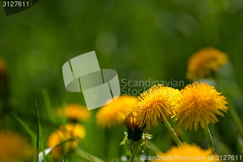 Image of Flowers of dandelion