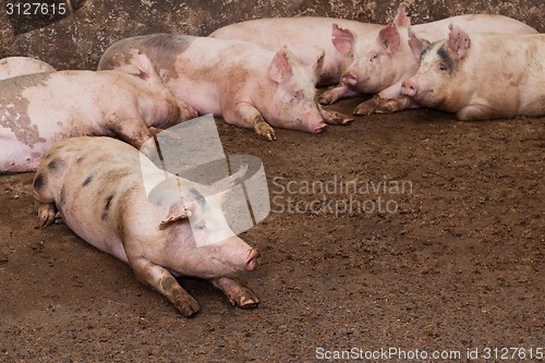 Image of Pig farm