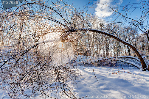 Image of Icy landscape