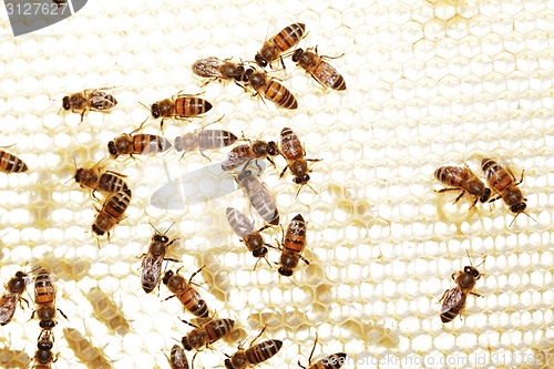 Image of Bees at work