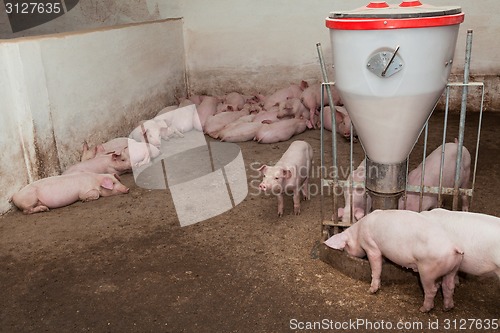 Image of Pig farm